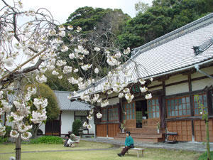 最福寺のお堂と桜