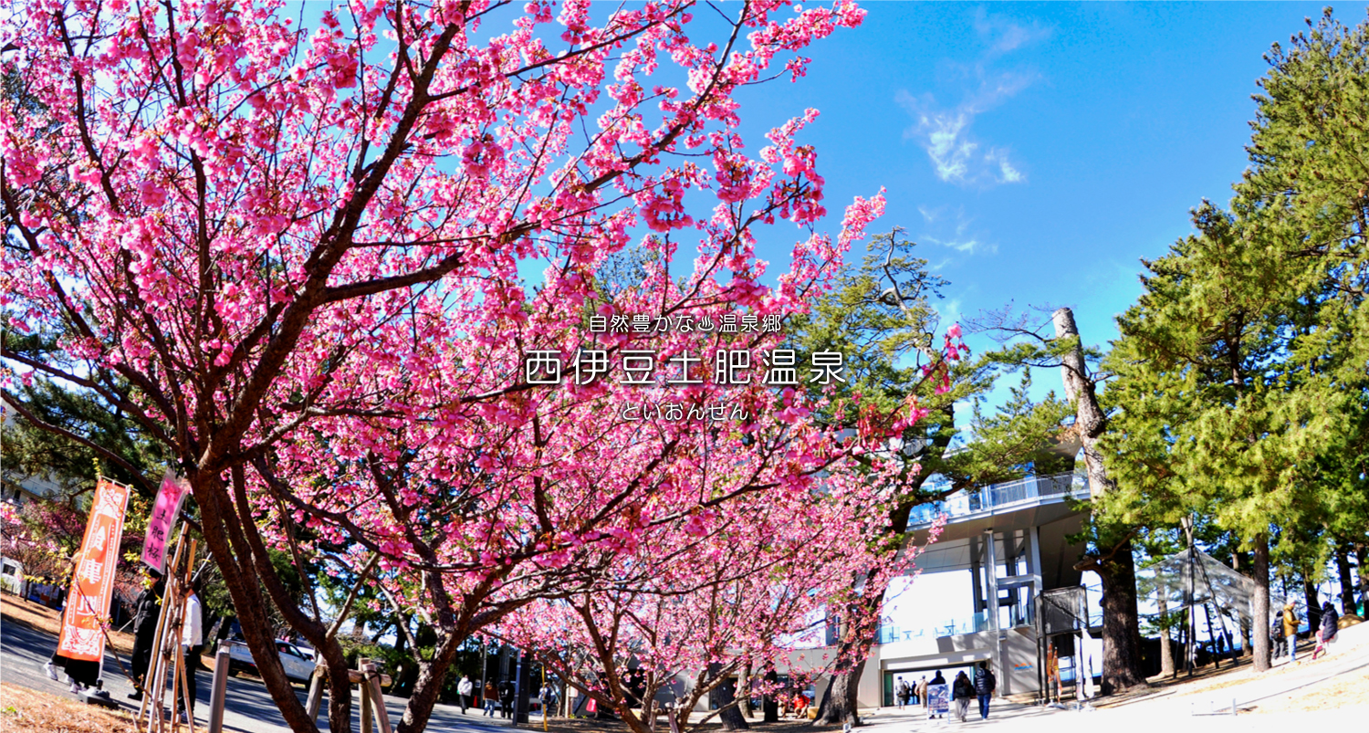 自然豊かな温泉郷西伊豆土肥温泉（といおんせん）土肥桜