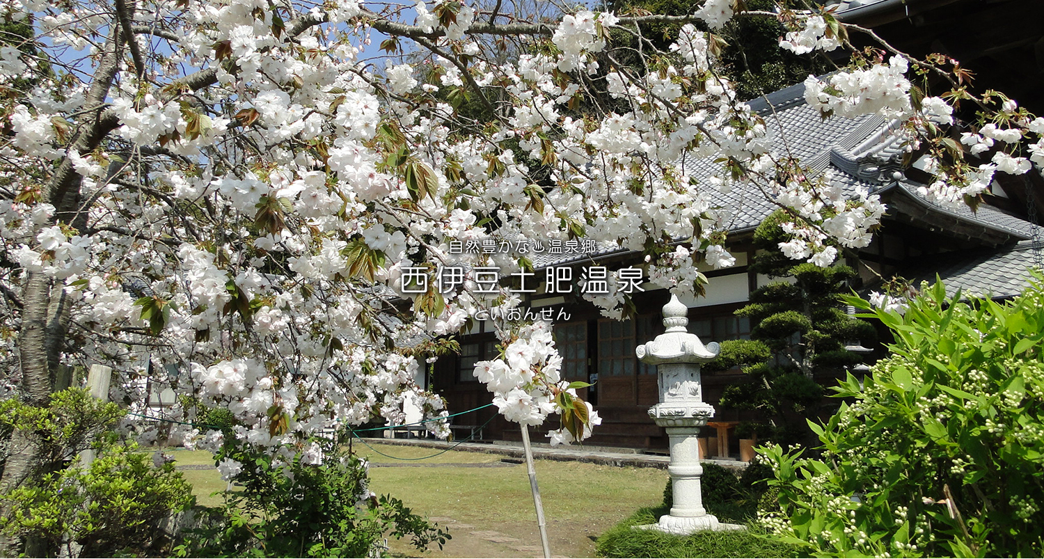 自然豊かな温泉郷西伊豆土肥温泉（といおんせん）土肥桜